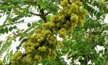 Tham quan vườn cây ăn trái